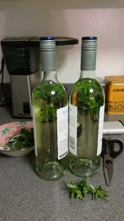 xiann: How to make Maiwein (May Wine)  You need:  - Sweet Woodruff (Waldmeister &ndas