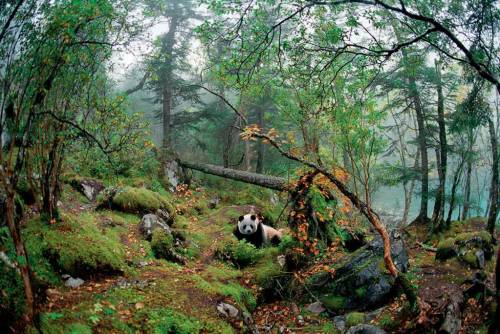 Pandas and parasitesGiant pandas, the international symbol of conservation, are one of the most love