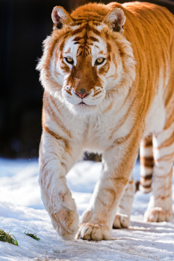 earthlycreations:  Golden tiger walking in