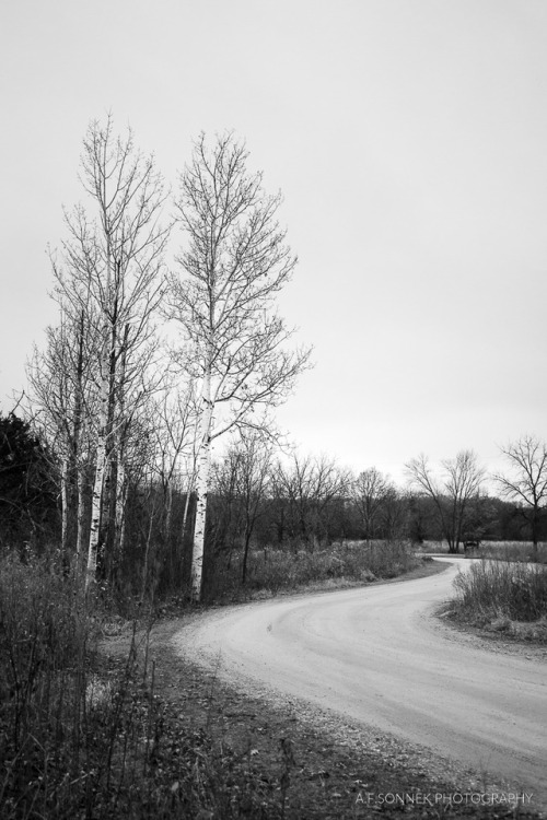  Gray NovemberA few birch trees and road leading into campground at Minneopa State Park on an overca