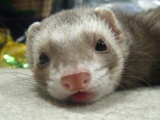 mrpaws:  Happy Ferret Tongues.   This is adult photos