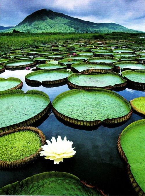 me-lapislazuli:The Pantanal Conservation Area - Brazil’s ultimate wildlife-watching experience , The