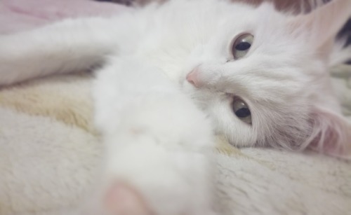cosmoillusion:What a cute lil angel