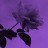 prettydevil:  