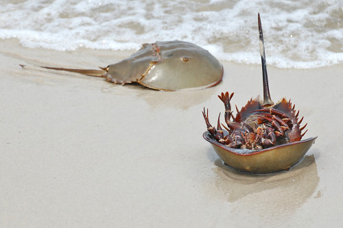 thingswithantlers:Horseshoe Crabs by Dave W.Seeing the Horseshoe Crabs coming ashore during the spri