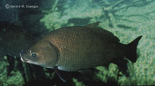 This is the Bigmouth Buffalo (Ictiobus cyprinellus), a fish...