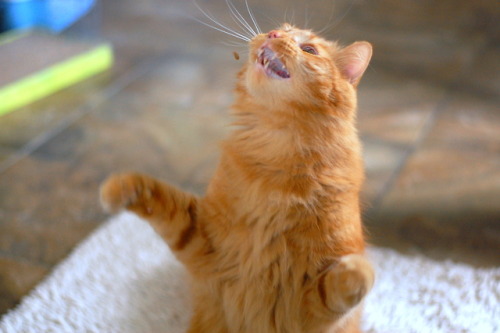 pabuthefirecat:Will Sing for Treats!