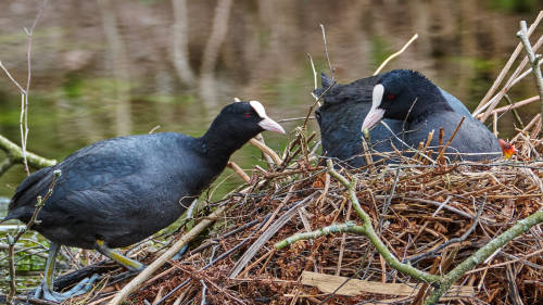 The first adventure of a little coot