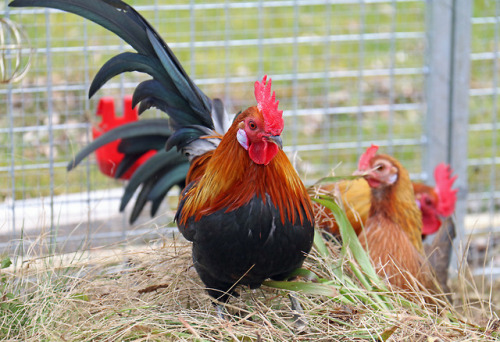 michaelnordeman: Last Sunday we had to say goodbye to Jack, our most beloved rooster. We’ve ha