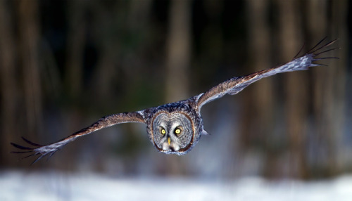 phototoartguy:Great Gray Owl by Herb Houghton