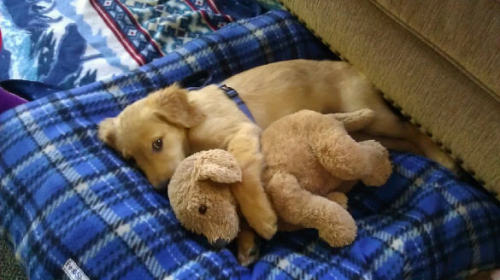 cuteness-daily:  Cute animals with stuffed animals! 