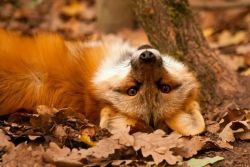 Fox-Friday:  Happy Fall!   Eeeecutefoxie &Amp;Lt;3