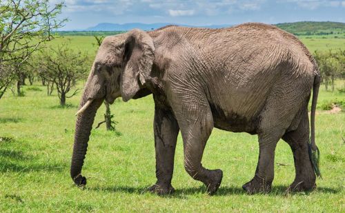 African Elephants | Masai Mara | Kenya&hellip;&hellip;&hellip;&hellip;&hellip; SAVE Elephants : Shar