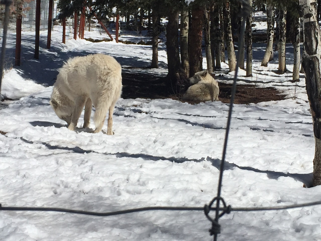 lesless:Colorado Wolf Sanctuary, 2015