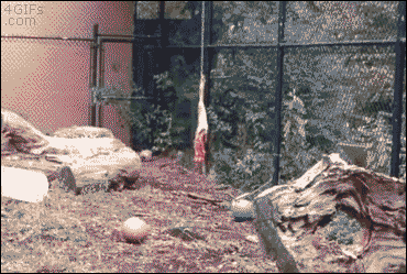 4gifs:  Snow leopards can leap great distances using their long tails for balance. [video]