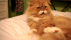 hoebliviate:  i didn’t know ron swanson was a cat 