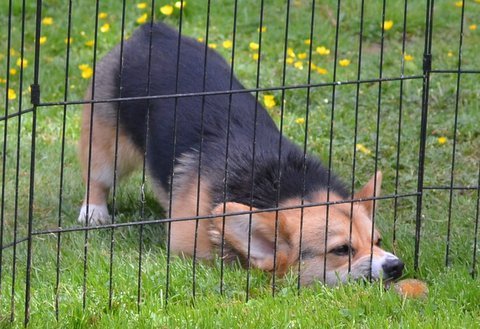 iothecorgi:  Corgi Photo Challenge: Day 31: adult photos