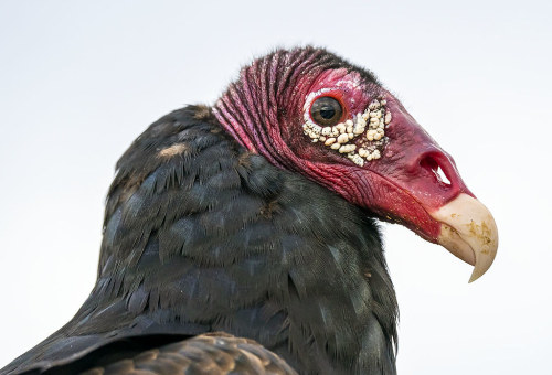 terranlifeform:Turkey vulture (Cathartes aura) at Merritt Island Wildlife Refuge in Florida, U.S.Ped