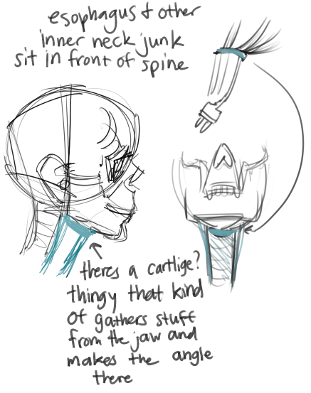 makanidotdot:   i like necks a lot yeh lets talk about necks!!! u gotta know what’s going on in there to draw necks, here’s a fairly simple run down. Also a lot (most all) of my anatomy knowledge comes from taking Scott Eaton’s anatomy for artists