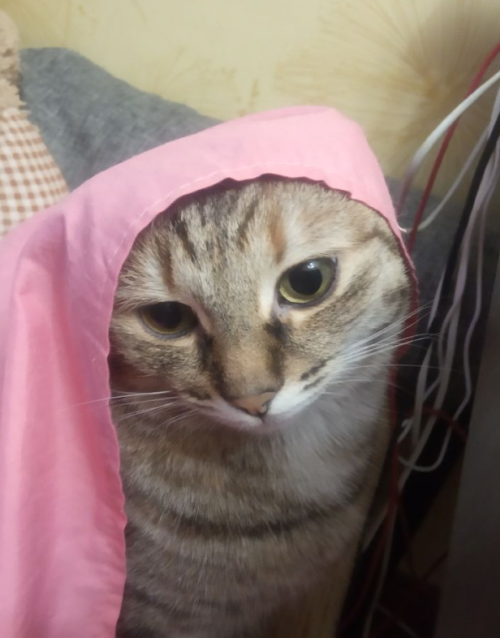 napstachill:  napstachill:  yall WISH you were my cat having her maid marian moment. maid mushka if you will   less saturated takes….. i wish i posted one of these in the og post bc they work well with the photo but skdfjlhdjh im an impatient lil guy