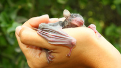 mothernaturenetwork:  25 of the cutest bat speciesBats are crucial to diverse ecosystems across the globe, yet they are often vilified or feared. Let’s take a moment to appreciate the adorable side of these little critters.See more adorable bats.