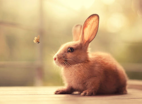 Cute Bunnies by arefin03