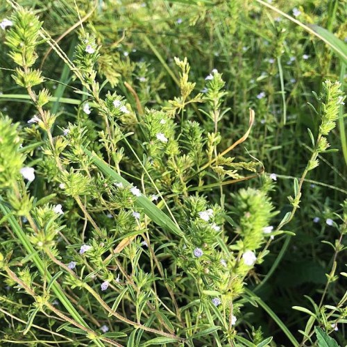 seedkeeping:New Variety Alert! Lebanese Za’atar! There are many kinds of Za'atar in the Levant. This