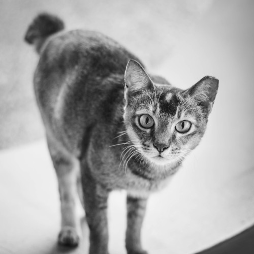 boschintegral: nikvoon: 130714 Cat // Canon 700D + 50mm f/1.8 II @mostlycatsmostly