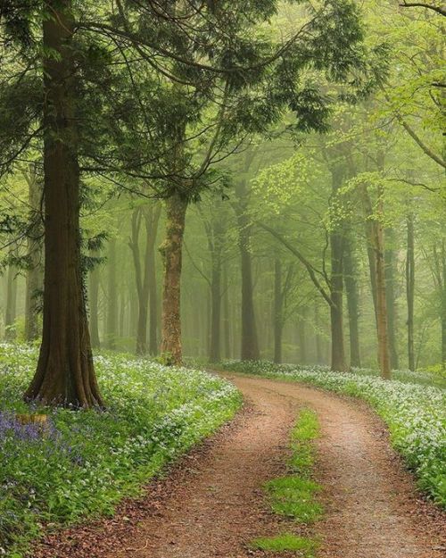 silvaris:    Waking up in the Forest and watching the mist and hearing all the animals waking up is just magic 🌳  by matt_pinner  