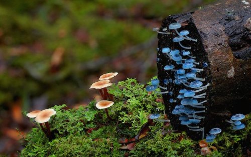 redesignrevolution:  Steve Axford Takes a Look Into the Wild World of Fungi 