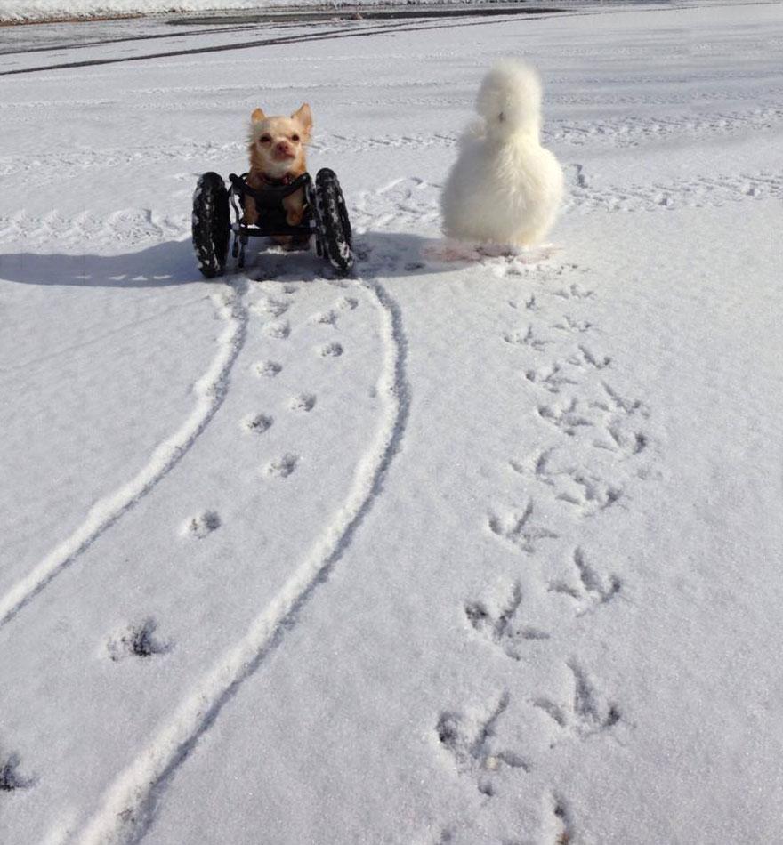 gods-filth:  deersnap:  noppppe:  buttercupbbaby:  tiny-vessels:  catsbeaversandducks: