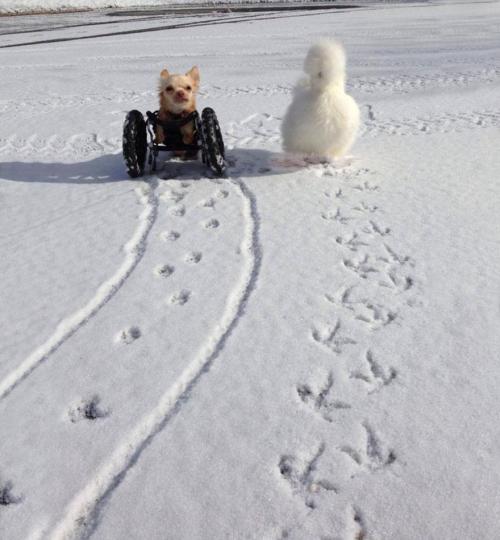 gods-filth:  deersnap:  noppppe:  buttercupbbaby:  tiny-vessels:  catsbeaversandducks:  Fluffy Chicken Saved From Laboratory Becomes Best Friends With Abandoned Two-legged Chihuahua These two adorable and unlikely animal friends, Penny the chicken and