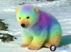 The Odds — Rainbow Coloured Animals