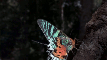 Life (Episode 6: Insects, 2009)  