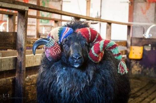 crochetmelovely:Icelandic Ram Yarn Bomb.@kuttithevangu