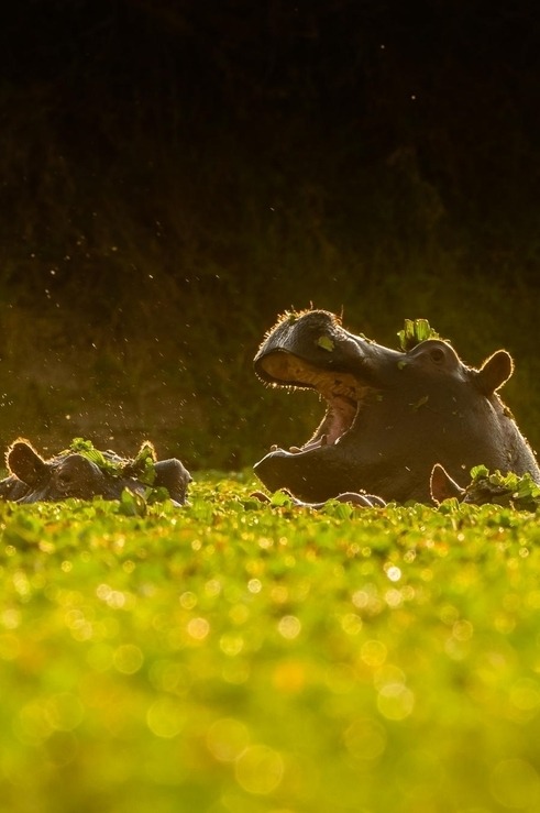 heaven-ly-mind:  Gooood moooorning, hippo-pond! by Tomas Fjetland on 500px 