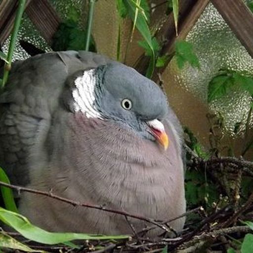 thebusylilbee:just found out about the Cinnamon-headed green pigeon… holy shit how gorgeous 