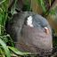 thebusylilbee:just found out about the Cinnamon-headed green pigeon… holy shit how gorgeous 