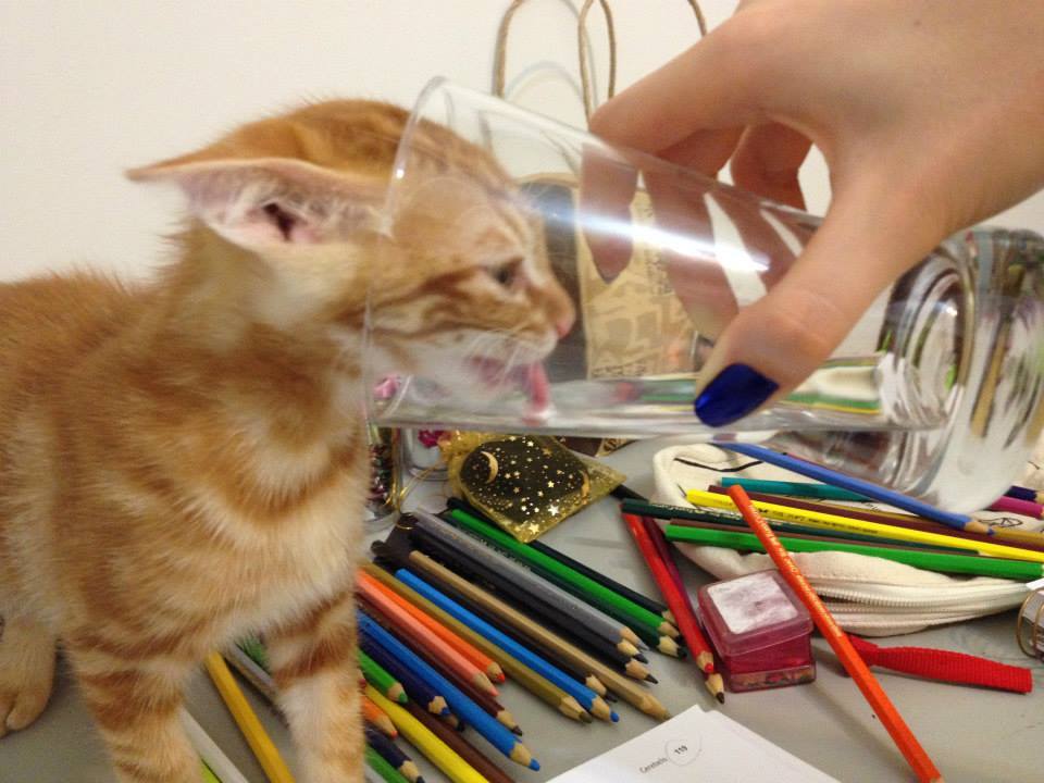 catsbeaversandducks:  His name’s Ed and he’s SO CUTE! Photos by ©Ed 