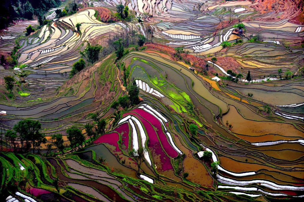 awkwardsituationist:  the remote and little known rice terraces of yuanyang county