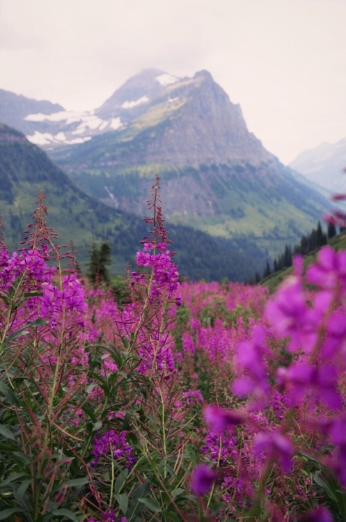 theghostgirls:Montana wildflowers