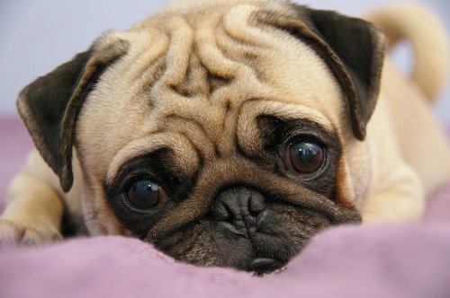 bax16:  advanced-procrastination:  share:  can we just take a moment to appreciate pugs  I mean c’mon look at these cute  stupid ass  lil mother truckers  I want 50       SO! MANY! GIZMOS!!!1!11!  Haha makes me miss Bullet 