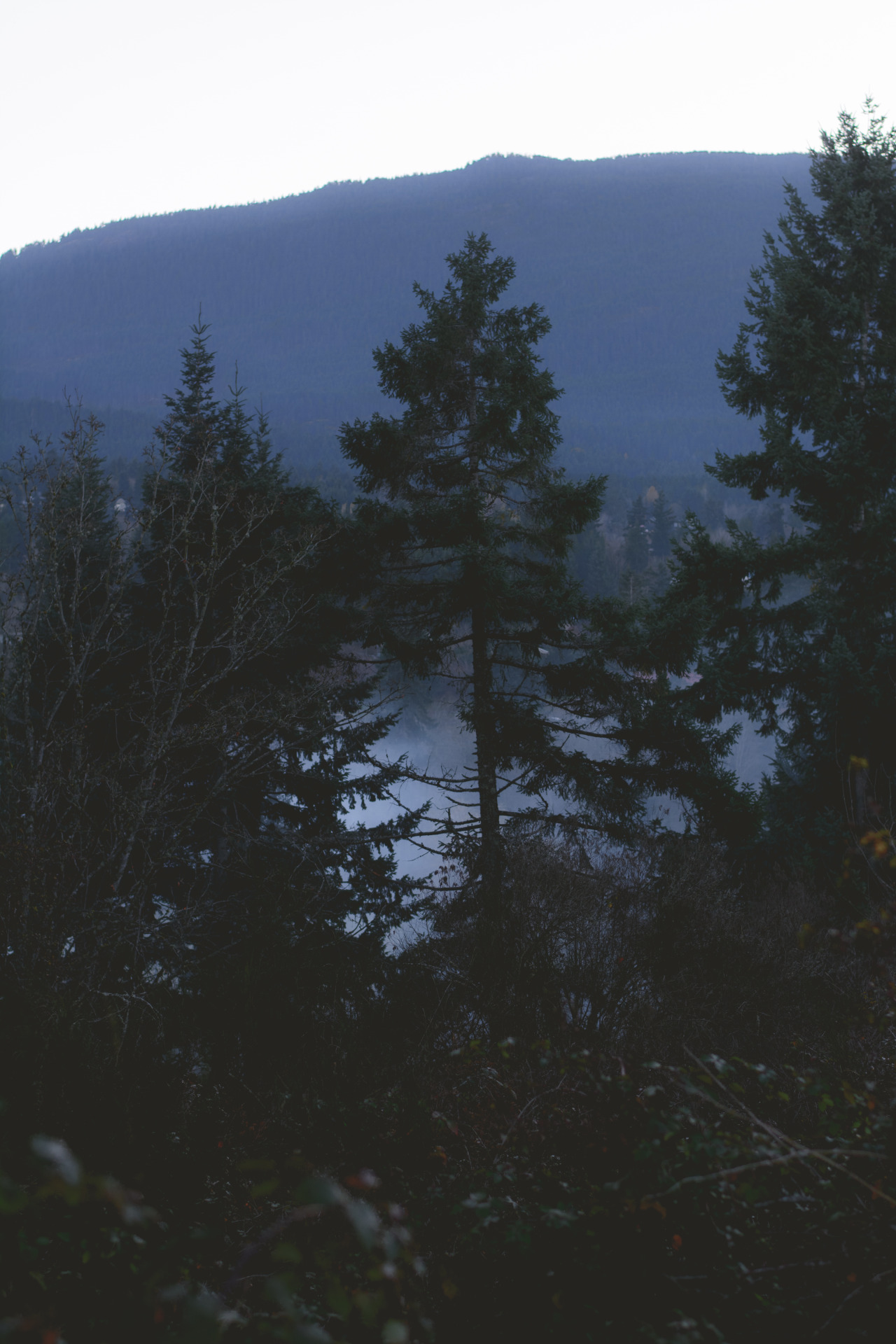 darkcoastphotography:  'Tre Og Tåke'Vancouver Island, British Columbiatumblr | flickr