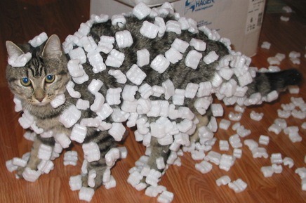 cutekittensarefun:The image Wikipedia is using to illustrate static electricity right
