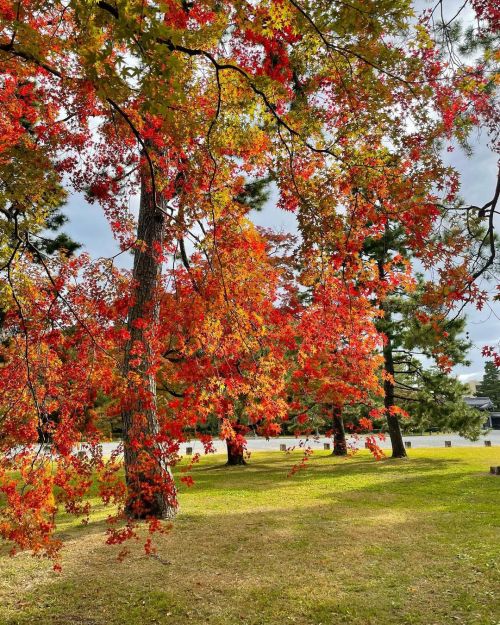 &rsquo; &rsquo; 【紅葉の京都】京都御苑 &rsquo; &rsquo; 雨混じりの一日でしたが、 一瞬の日差しでキラキラ輝いてました。 &rsquo; &rsquo; 2021.11.