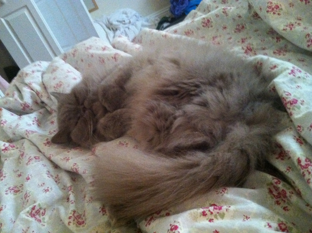 This little fuzz ball takes care of me 24/7 when Paul is away. 