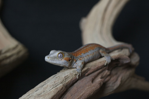 Redstripe Gargoyle Gecko (by Matthew Kammerer .com)