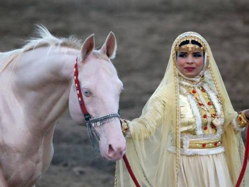 pangur-and-grim:all-the-horses:GissargGiaurs x GissaAkhal Teke, Stallion15.1hhBorn 2006this horse ha