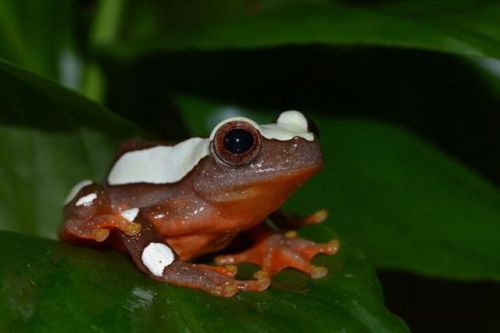 sitting-on-me-bum:Clown Tree Frogby Matt Legg