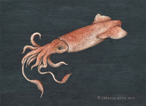 I illustrated a long fin squid for the June issue of Rhode Island Monthly! The article is about squi